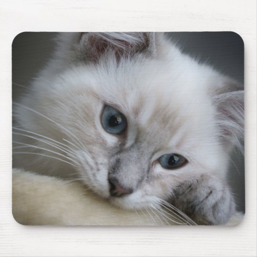 ragdoll Kätzchen mousepad (Vorne)