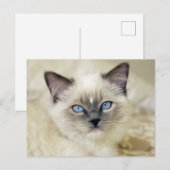 Ragdoll-Kätzchen Postkarte (Vorne/Hinten)