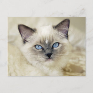 Ragdoll-Kätzchen Postkarte