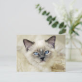 Ragdoll-Kätzchen Postkarte (Stehend Vorderseite)