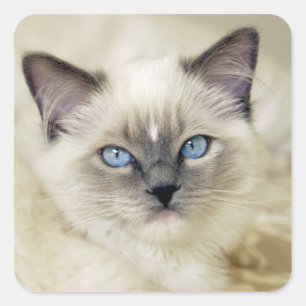 Ragdoll-Kätzchen Quadratischer Aufkleber