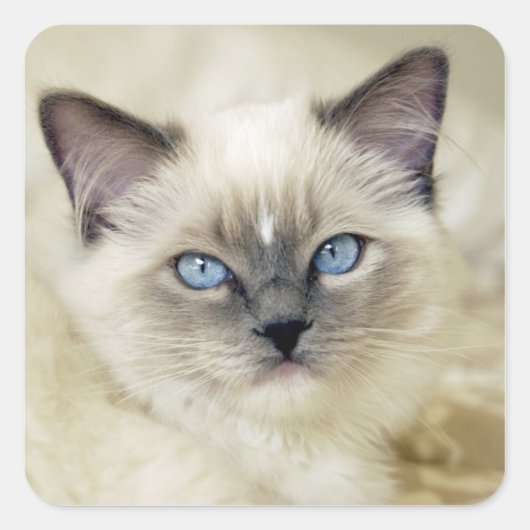 Ragdoll-Kätzchen Quadratischer Aufkleber (Vorderseite)