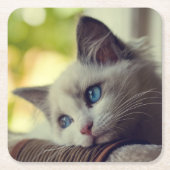 Ragdoll Kätzchen Rechteckiger Pappuntersetzer (Vorderseite)