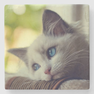 Ragdoll Kätzchen Steinuntersetzer