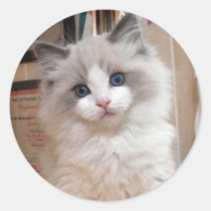 Ragdoll Kätzchen-Süsse Runder Aufkleber