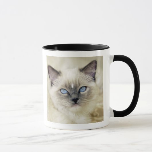 Ragdoll-Kätzchen Tasse (Rechts)