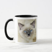 Ragdoll-Kätzchen Tasse (Links)