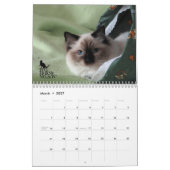 Ragdoll Kätzchen Vol. Ein Kalender (Mär 2027)