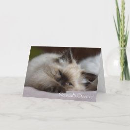 Ragdoll Kätzchen Weihnachtskarte Feiertagskarte