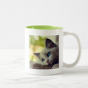 Ragdoll Kätzchen Zweifarbige Tasse