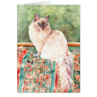 "Ragdoll" Katze