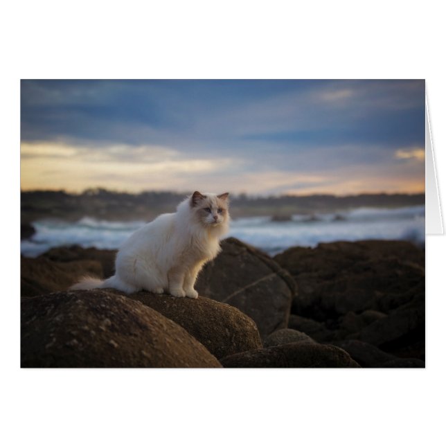 Ragdoll Katze am Strand (Vorderseite (Horizontal))