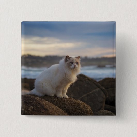 Ragdoll Katze am Strand Button (Vorderseite)