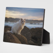 Ragdoll Katze am Strand Fotoplatte (Seite)
