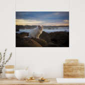 Ragdoll Katze am Strand Poster (Küche)