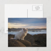 Ragdoll Katze am Strand Postkarte (Vorne/Hinten)