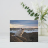Ragdoll Katze am Strand Postkarte (Stehend Vorderseite)