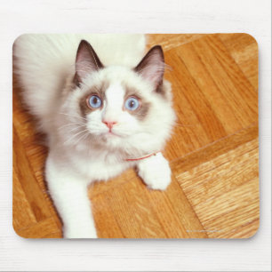 Ragdoll Katze auf Boden, erhöhte Ansicht Mousepad