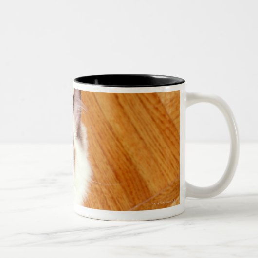 Ragdoll Katze auf Boden, erhöhte Ansicht Zweifarbige Tasse (Rechts)