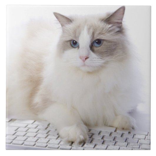 Ragdoll Katze auf Computertastatur Fliese (Vorderseite)