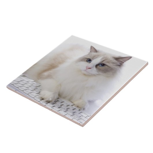 Ragdoll Katze auf Computertastatur Fliese (Seite)