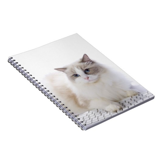 Ragdoll-Katze auf Computertastatur Notizblock (Rechte Seite)