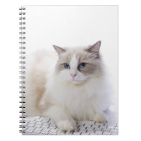 Ragdoll-Katze auf Computertastatur