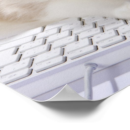 Ragdoll-Katze auf Computertastatur Poster (Ecke)