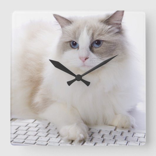 Ragdoll-Katze auf Computertastatur Quadratische Wanduhr (Vorderseite)