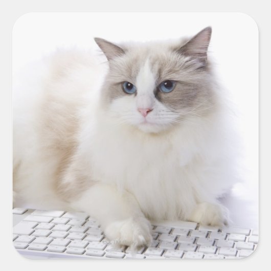 Ragdoll-Katze auf Computertastatur Quadratischer Aufkleber (Vorderseite)