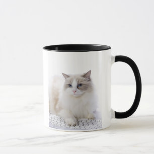 Ragdoll Katze auf Computertastatur Tasse