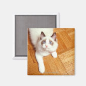 Ragdoll Katze auf dem Boden, erhöhte Sicht Magnet (Vorderseite/Rückseite)