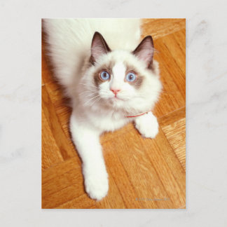 Ragdoll Katze auf dem Boden, erhöhte Sicht Postkarte