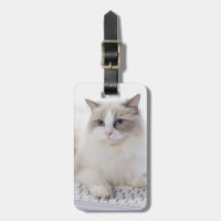 Ragdoll Katze auf Tastatur