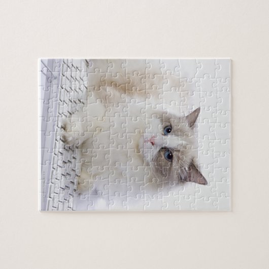 Ragdoll Katze auf Tastatur Puzzle (Horizontal)