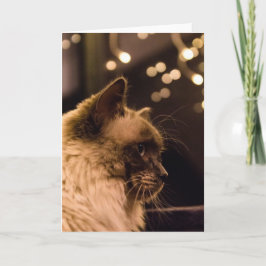 Ragdoll Katze beleuchtet Karte