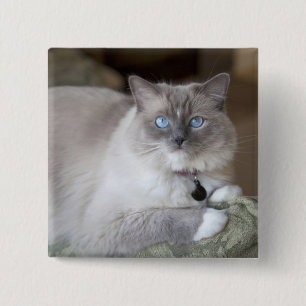 Ragdoll-Katze Button