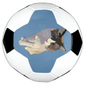Ragdoll-Katze, Dusty Blue Fußball (Gedreht)