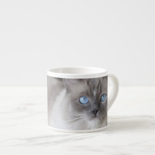 Ragdoll-Katze Espressotasse