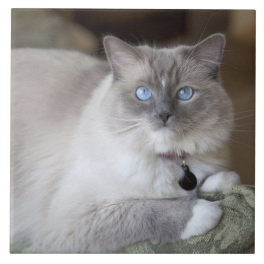 Ragdoll-Katze Fliese (Vorderseite)
