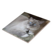 Ragdoll-Katze Fliese (Seite)