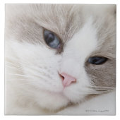 Ragdoll Katze Fliese (Vorderseite)