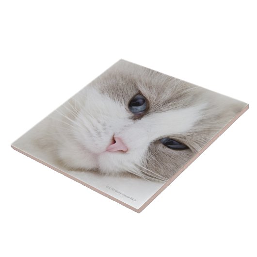 Ragdoll Katze Fliese (Seite)