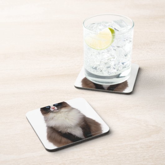 Ragdoll Katze Getränkeuntersetzer (Rechte Seite)