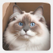 Ragdoll Katze in Faltschachtel Quadratischer Aufkleber (Vorderseite)