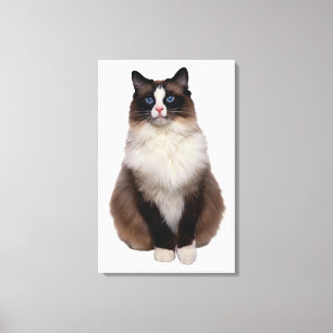 Ragdoll Katze Leinwanddruck