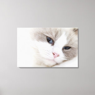 Ragdoll Katze Leinwanddruck