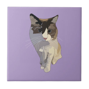 Ragdoll-Katze, Lila Fliese