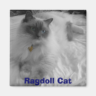 Ragdoll Katze Magnet