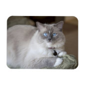 Ragdoll-Katze Magnet (Horizontal)